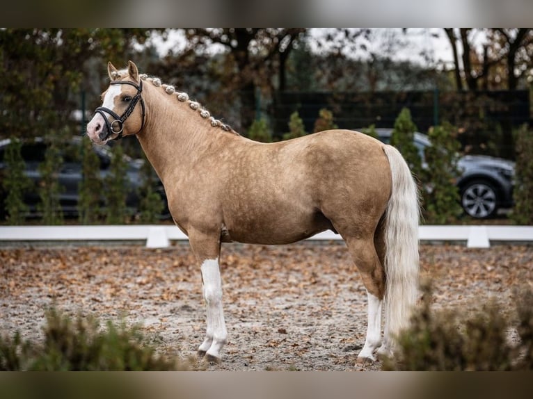 Poney de selle allemand Étalon 9 Ans 145 cm Palomino in Schönwalde