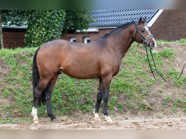 Poney de selle allemand Étalon 9 Ans 147 cm Bai brun in Dörpstedt