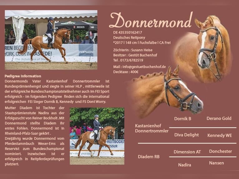 Poney de selle allemand Étalon 9 Ans 148 cm Isabelle in Achim