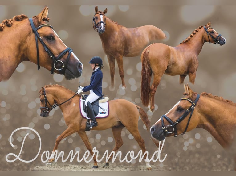 Poney de selle allemand Étalon 9 Ans 148 cm Isabelle in Achim