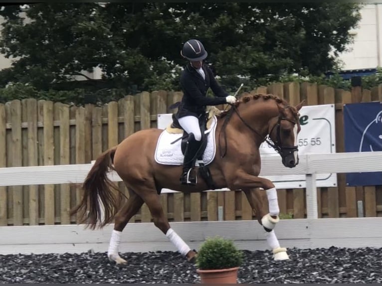 Poney de selle allemand Étalon 9 Ans 148 cm Isabelle in Achim