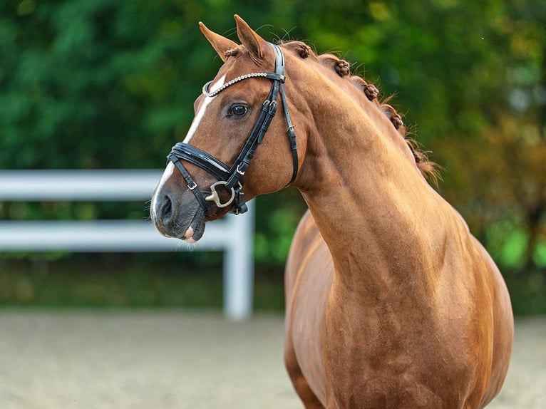 Poney de selle allemand Étalon 9 Ans 153 cm Alezan in Bedburg