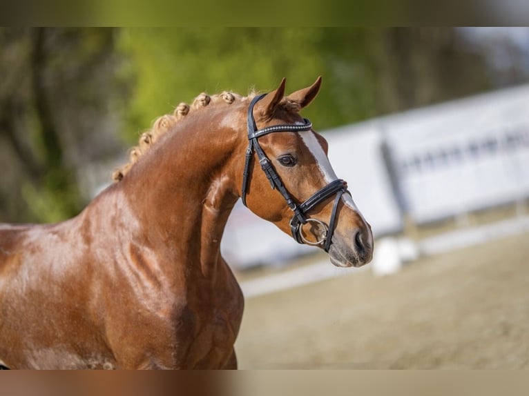 Poney de selle allemand Étalon Alezan in Esens