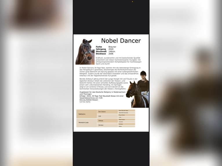 Poney de selle allemand Étalon Bai brun in Schladen