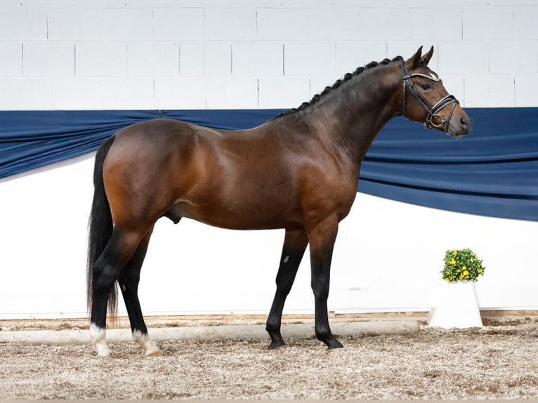 Poney de selle allemand Étalon Bai in Lehe