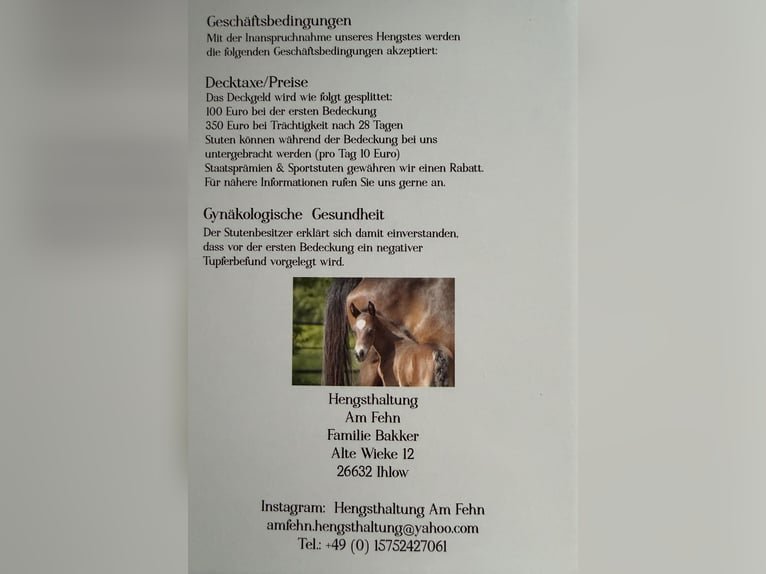 Poney de selle allemand Étalon Bai in Ihlow