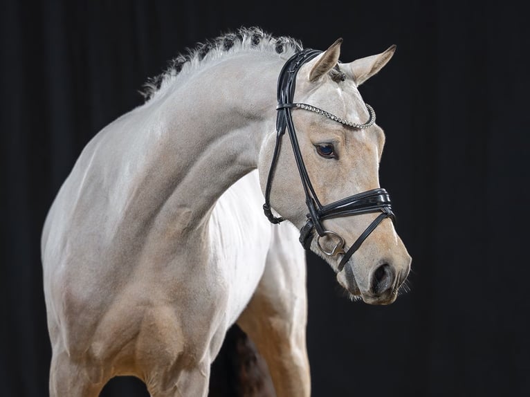 Poney de selle allemand Étalon Buckskin in Bedburg