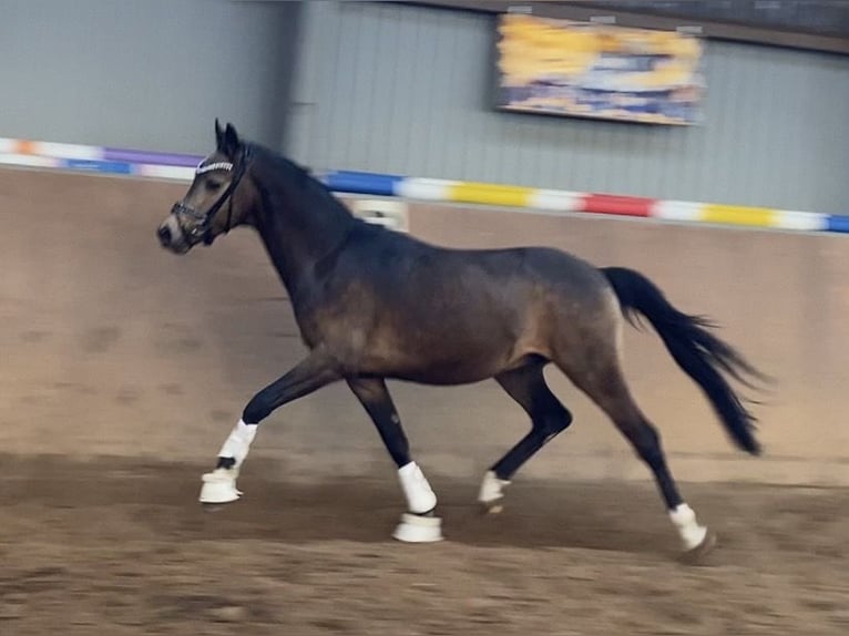 Poney de selle allemand Étalon Buckskin in Achim