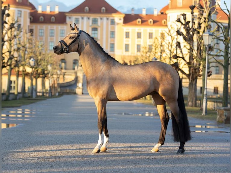 Poney de selle allemand Étalon Buckskin in Moritzburg