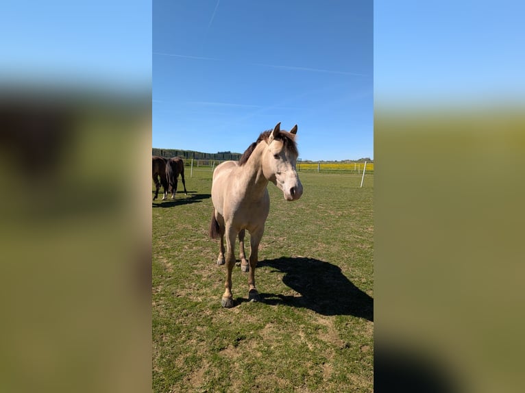 Poney de selle allemand Étalon Champagne in Bad Sachsa