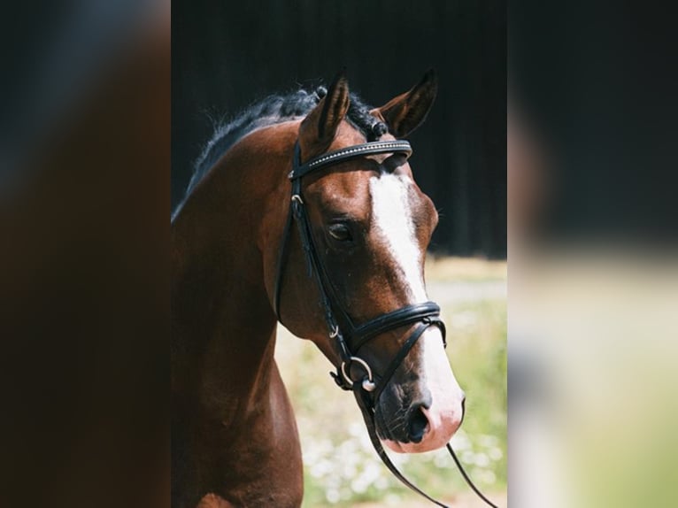 Poney de selle allemand Étalon in Umpfenbach