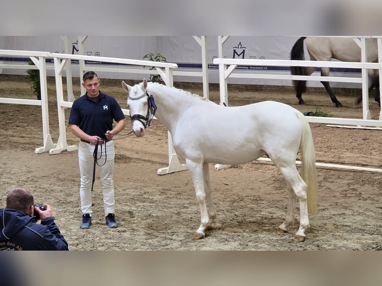 Poney de selle allemand Étalon Cremello in Remmels