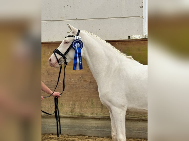 Poney de selle allemand Étalon Cremello in Remmels