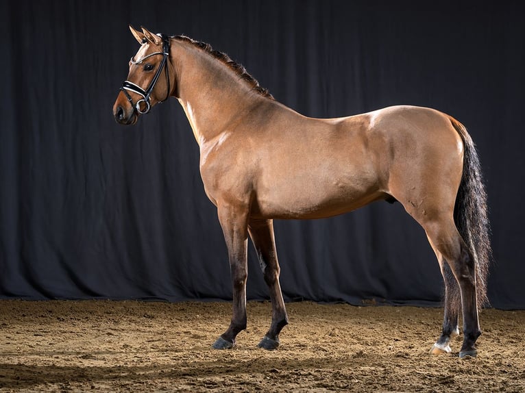 Poney de selle allemand Étalon Isabelle in Bedburg