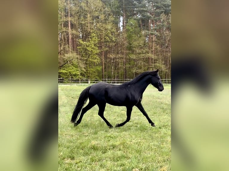 Poney de selle allemand Étalon Noir in Lanz