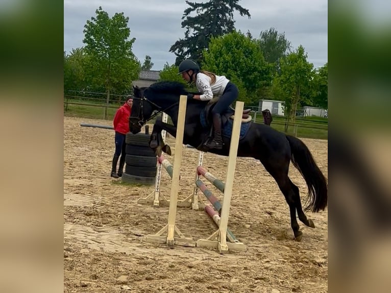 Poney de selle allemand Étalon Noir in Lanz