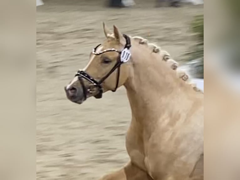 Poney de selle allemand Étalon Palomino in Achim