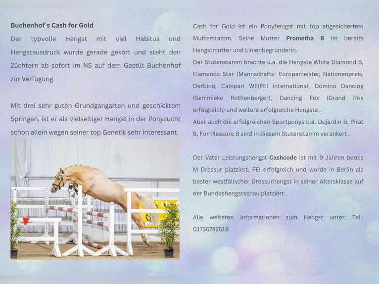 Poney de selle allemand Étalon Palomino in Achim