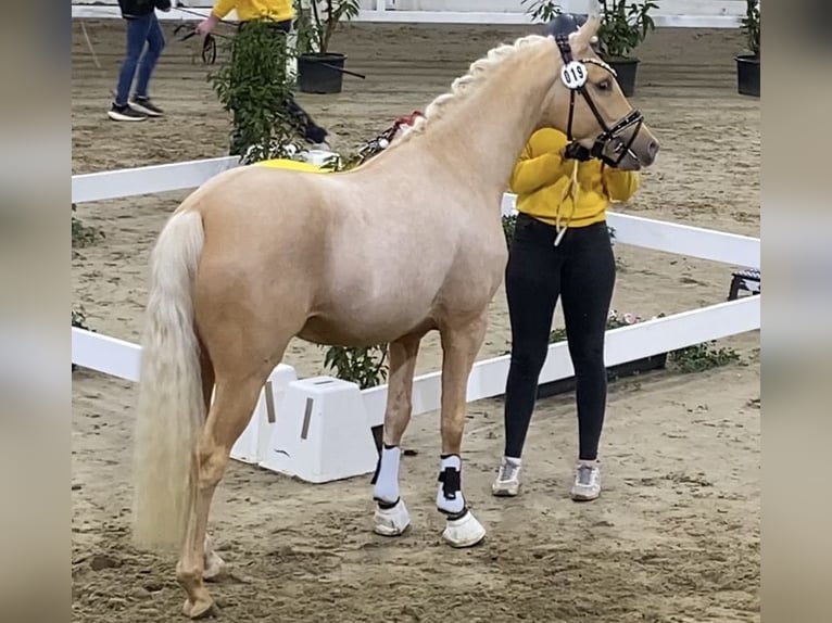 Poney de selle allemand Étalon Palomino in Achim