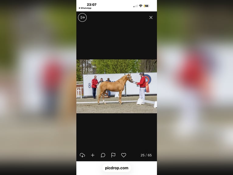 Poney de selle allemand Étalon Palomino in Achim