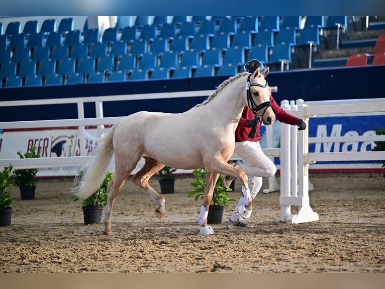 Poney de selle allemand Étalon Palomino in Oberbarnim Bollersdorf