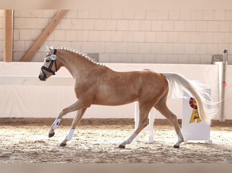 Poney de selle allemand Étalon Palomino in Oberbarnim Bollersdorf