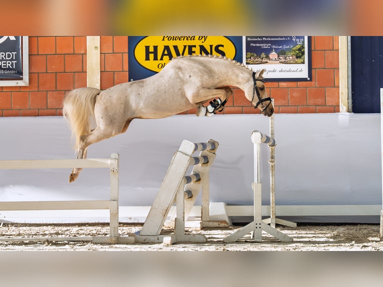 Poney de selle allemand Étalon Palomino in Coesfeld