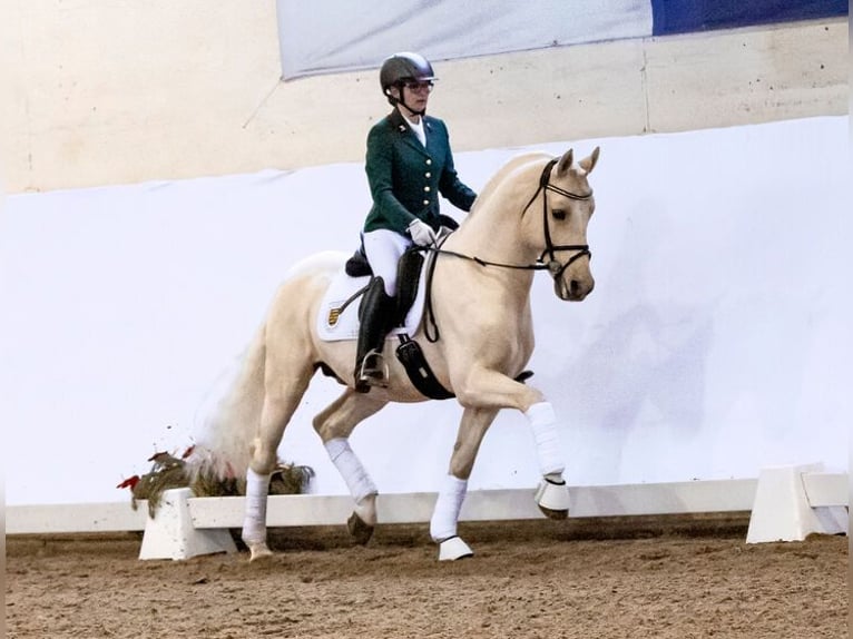 Poney de selle allemand Étalon Palomino in Moritzburg