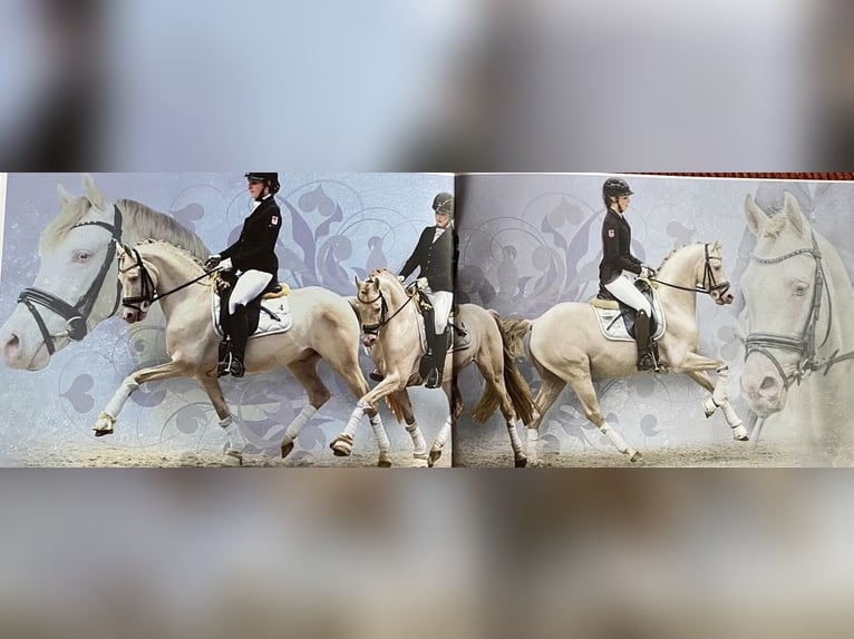 Poney de selle allemand Étalon Perlino in Achim