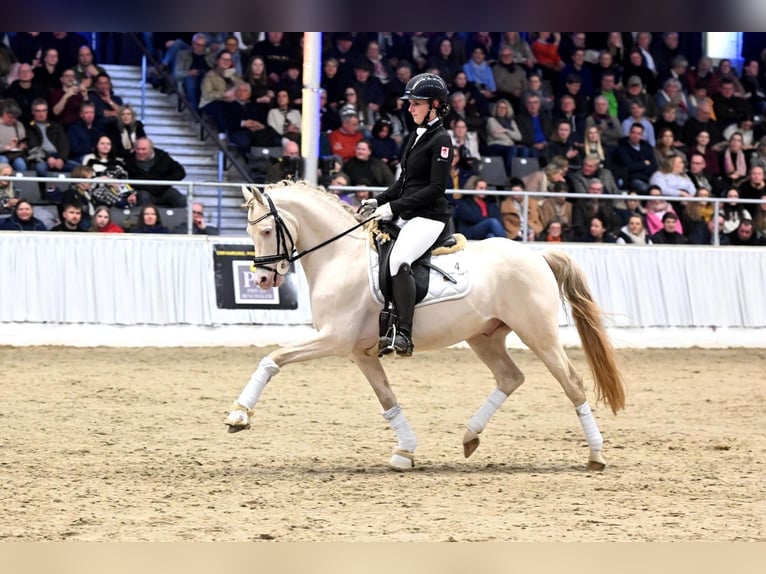 Poney de selle allemand Étalon Perlino in Achim