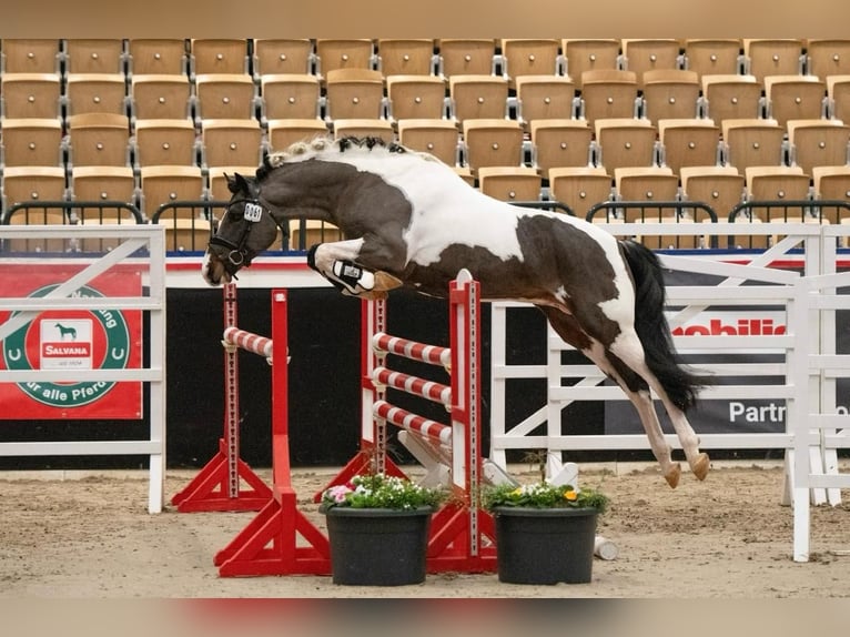 Poney de selle allemand Étalon Pinto in Aukrug