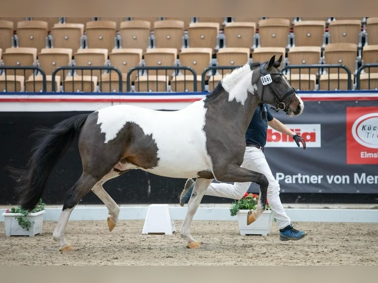 Poney de selle allemand Étalon Pinto in Aukrug