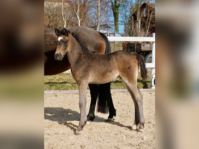 Poney de selle allemand Étalon Poulain (01/2026) 100 cm Noir in Rott