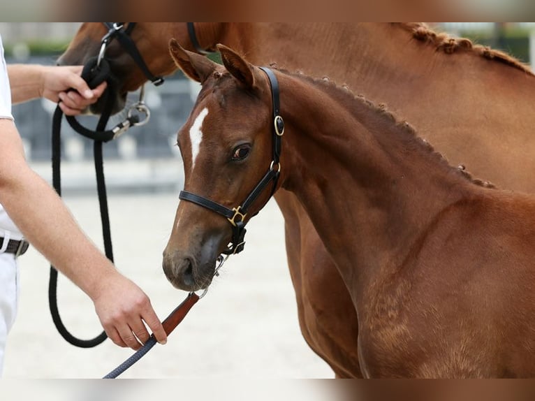 Poney de selle allemand Étalon Poulain (05/2025) 115 cm Alezan brûlé in Otterlo