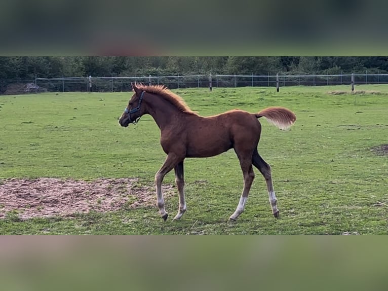 Poney de selle allemand Étalon Poulain (05/2025) 115 cm Alezan brûlé in Otterlo