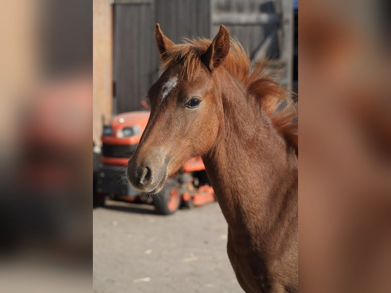 Poney de selle allemand Étalon Poulain (03/2025) 145 cm Alezan in Jesteburg