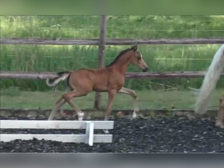 Poney de selle allemand Étalon Poulain (05/2026) 145 cm Buckskin in Osten