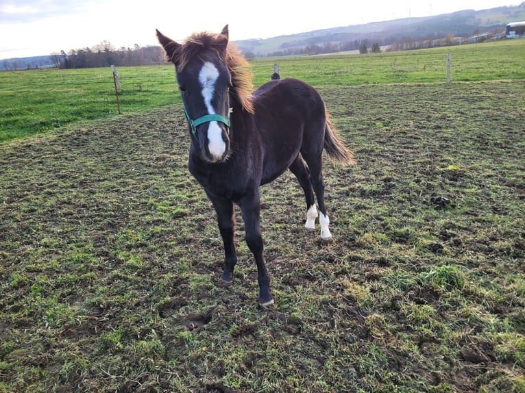 Poney de selle allemand Étalon Poulain (03/2025) 146 cm Bai brun in Schneidenbach
