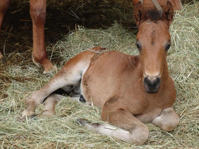 Poney de selle allemand Étalon Poulain (01/2025) 146 cm Bai brun foncé in Lollar