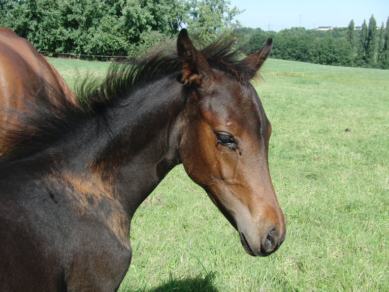 Poney de selle allemand Étalon Poulain (01/2025) 146 cm Bai brun foncé in Lollar