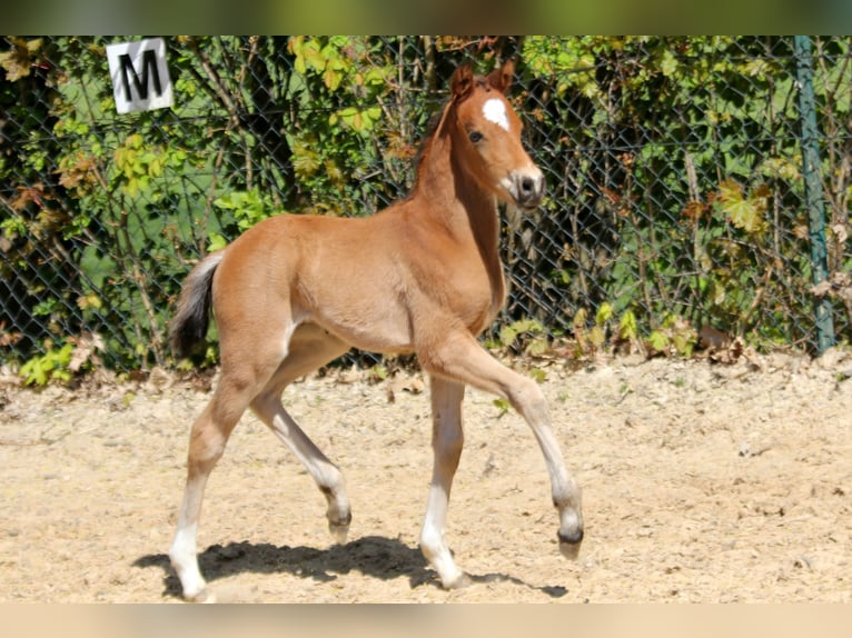 Poney de selle allemand Étalon  146 cm Bai in Kutenholz