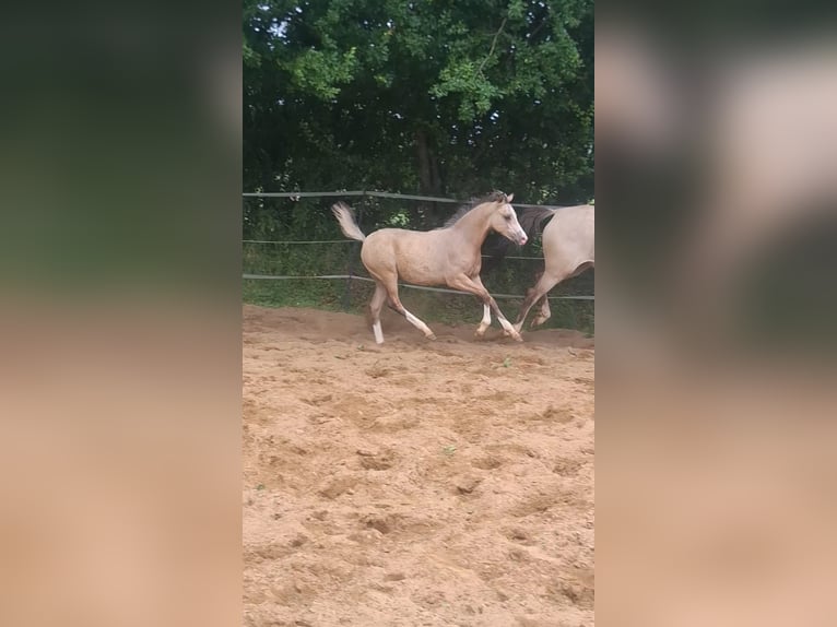 Poney de selle allemand Étalon Poulain (03/2026) 146 cm Buckskin in Witzwort