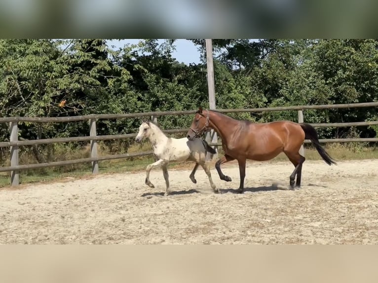 Poney de selle allemand Étalon Poulain (05/2026) 146 cm Isabelle in Twistringen