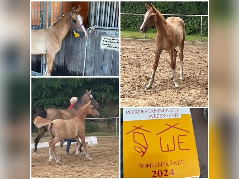 Poney de selle allemand Étalon Poulain (04/2024) 146 cm Isabelle in Esens