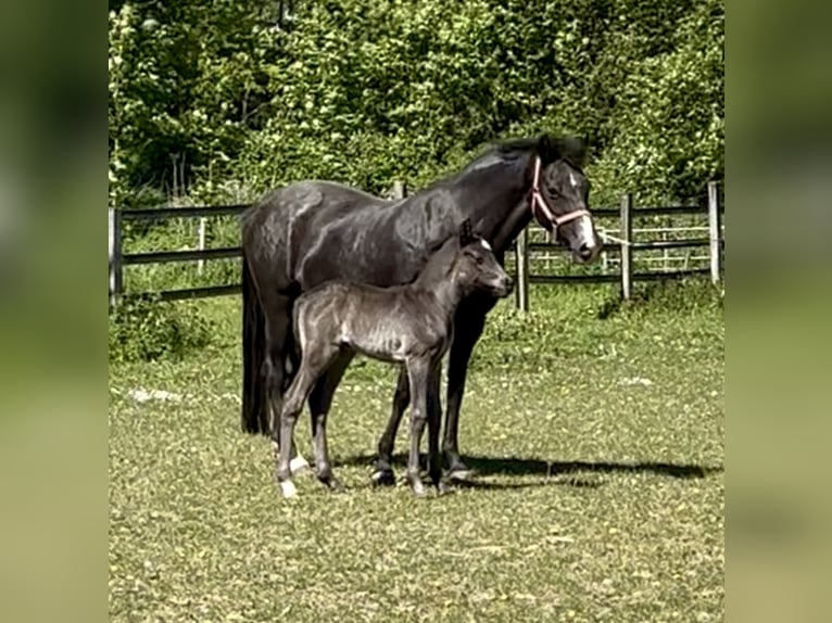 Poney de selle allemand Étalon Poulain (04/2026) 146 cm Noir in Grevenbroich