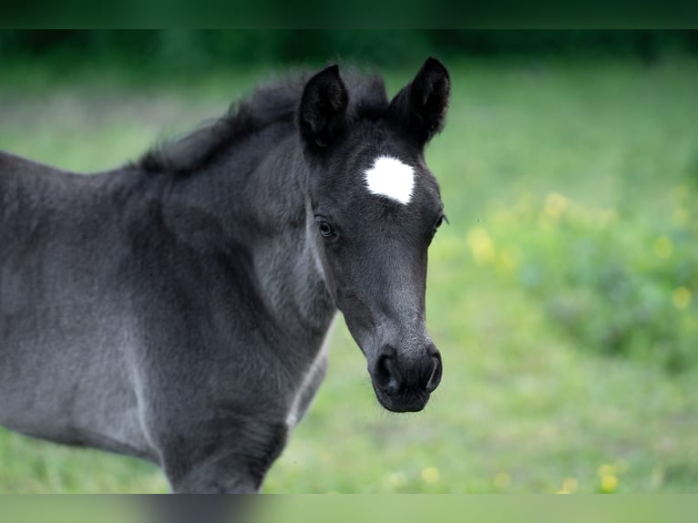 Poney de selle allemand Étalon Poulain (04/2026) 146 cm Noir in Grevenbroich