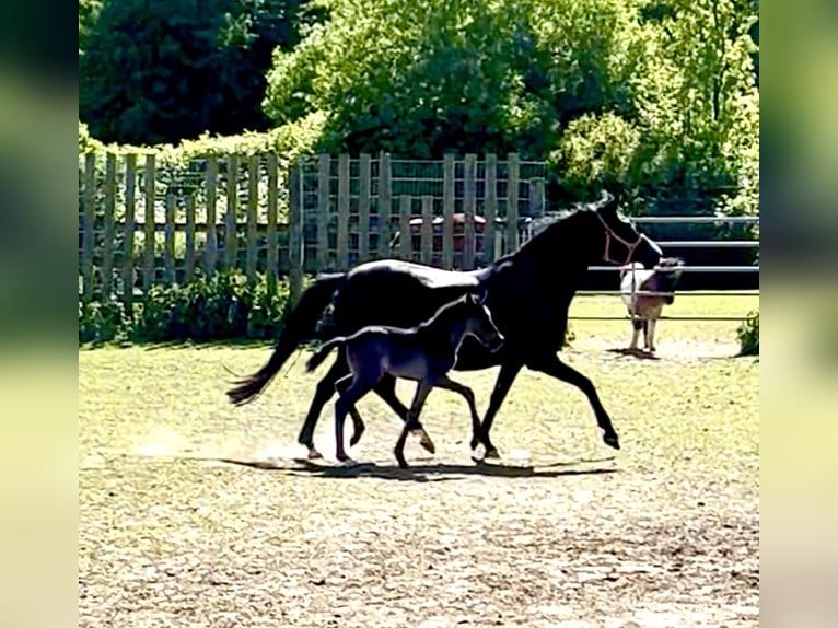 Poney de selle allemand Étalon Poulain (04/2026) 146 cm Noir in Grevenbroich