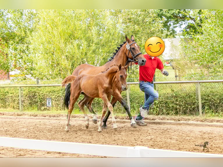 Poney de selle allemand Étalon Poulain (04/2025) 147 cm Alezan brûlé in L&#xFC;bbecke