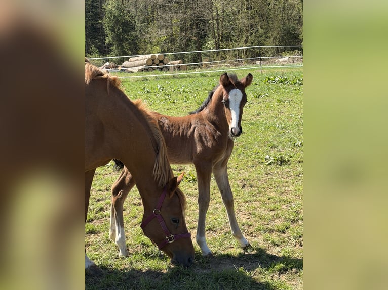 Poney de selle allemand Étalon Poulain (04/2026) 147 cm Bai in Marktschorgast