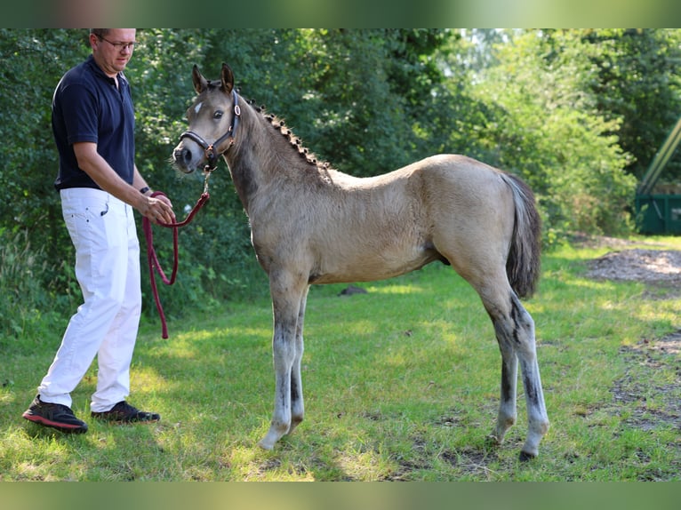 Poney de selle allemand Étalon Poulain (04/2024) 147 cm Buckskin in Vilsbiburg